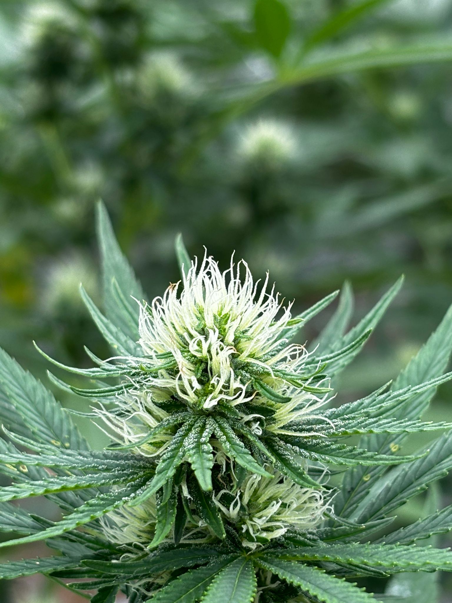 Flor de cannabis medicinal en floración