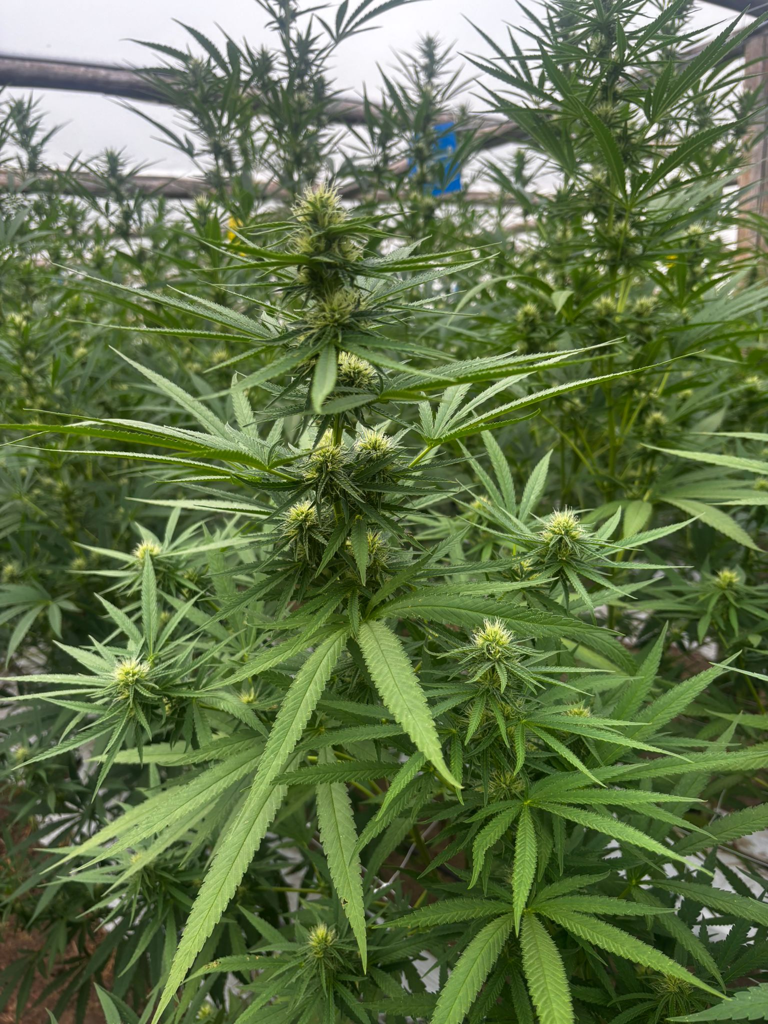 Planta de cannabis en invernadero