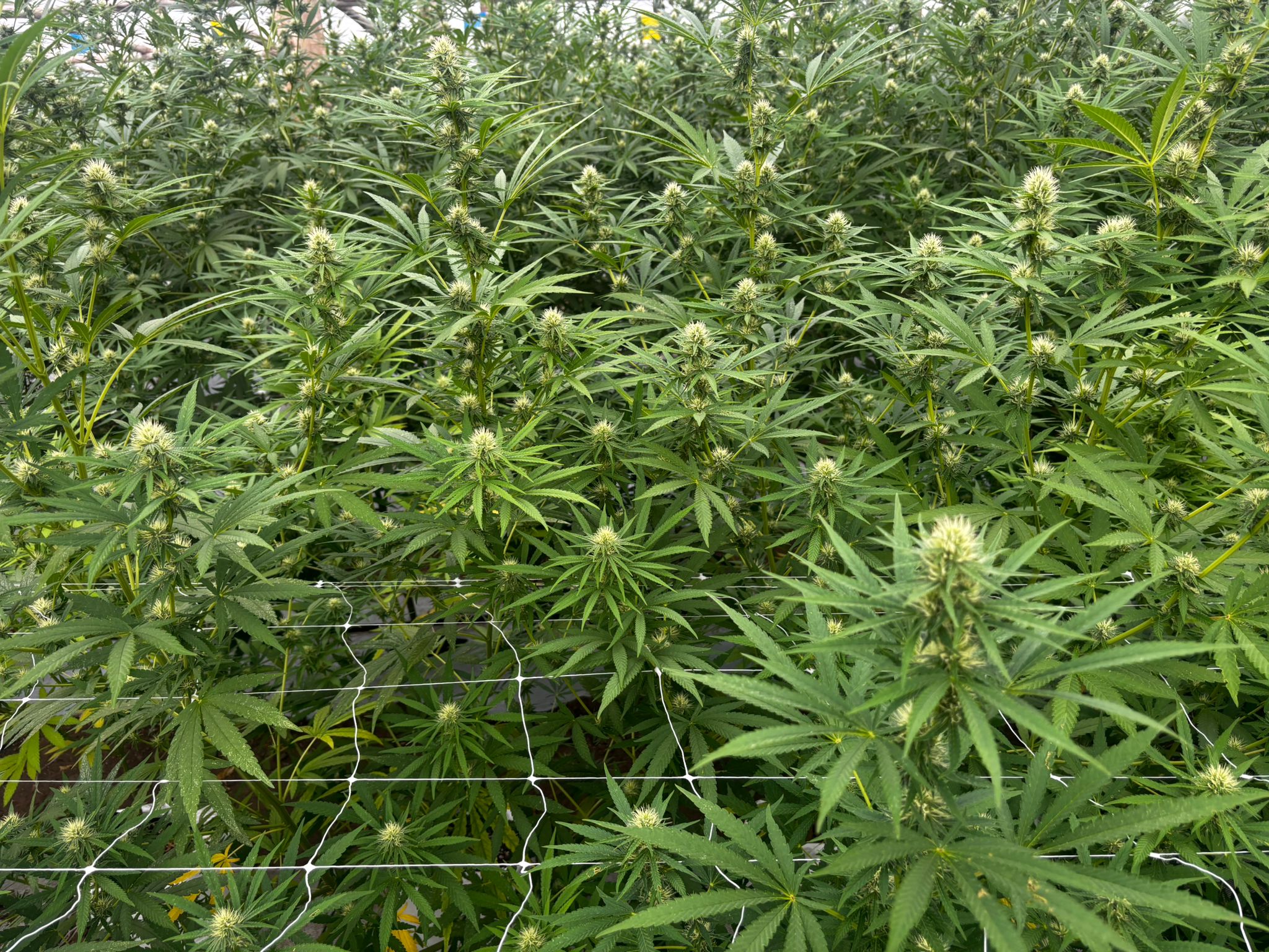 Invernadero de cannabis medicinal